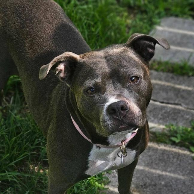Lily, a Adoptable Mixed Breed in Hobe Sound, FL image 5/6