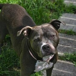 Lily, a Adoptable Mixed Breed in Hobe Sound, FL image 6/6