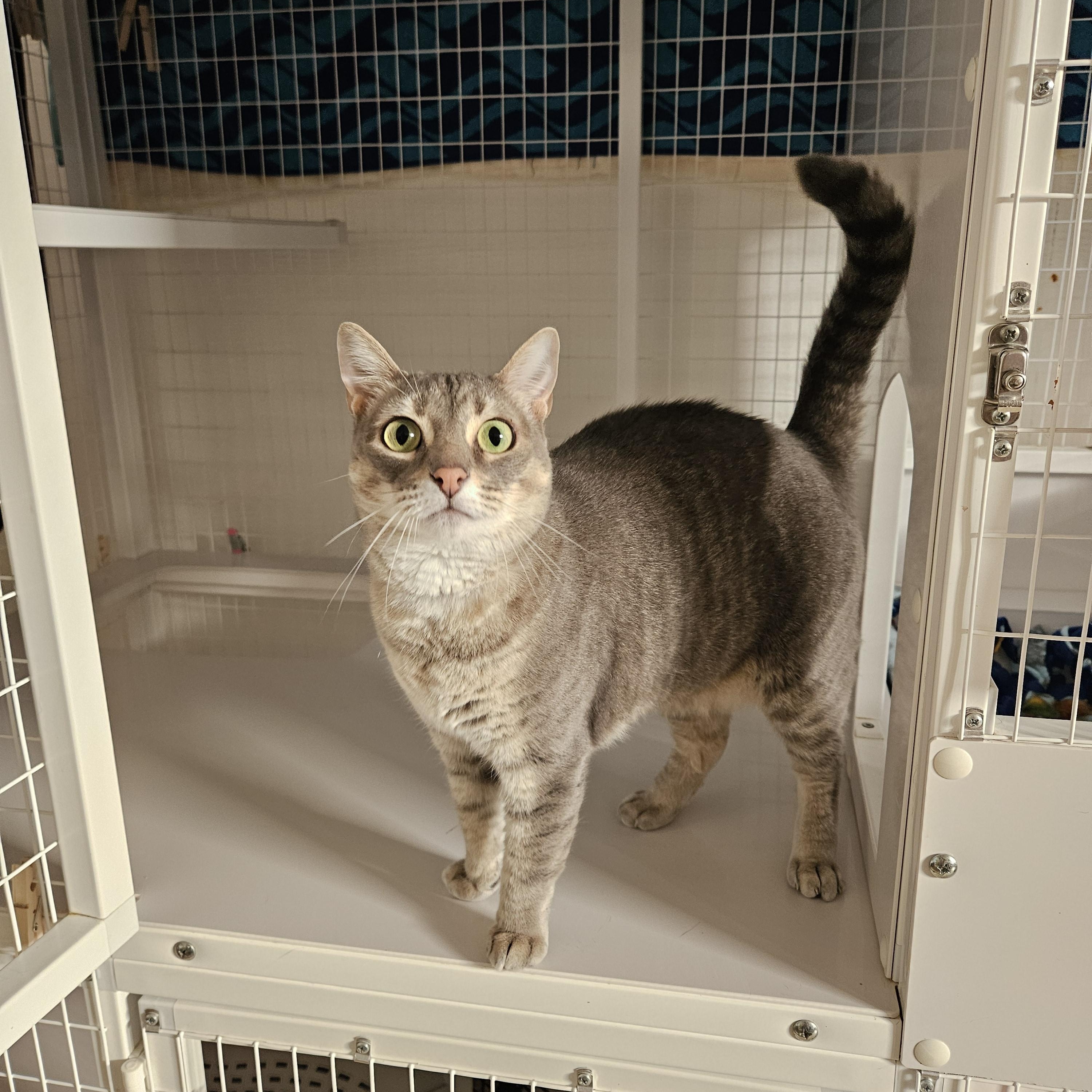 Edison , ADOPTABLE, Adult Female Domestic Short Hair.