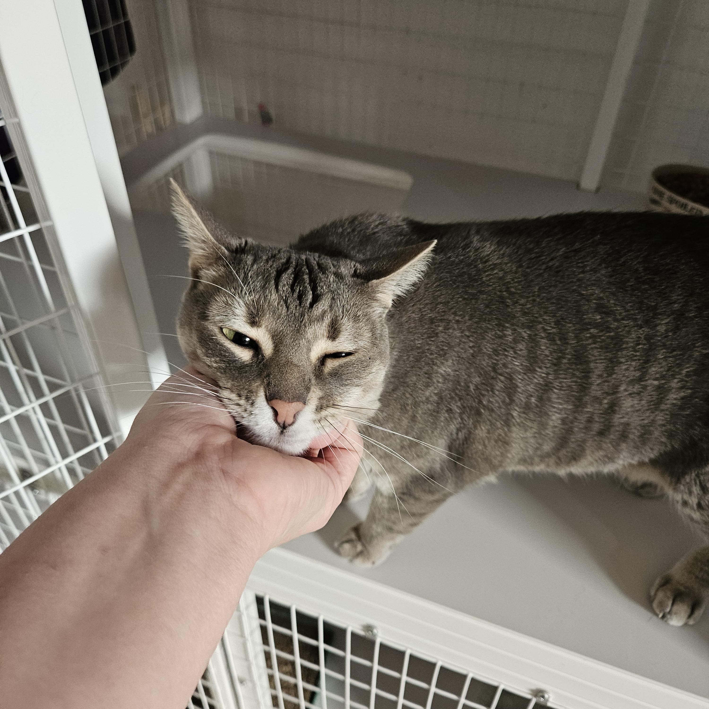 Edison , a ADOPTABLE Domestic Short Hair in Melbourne, FL image 2/2