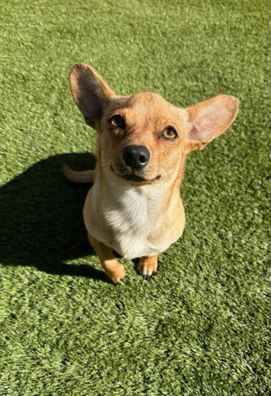 Peyton - ADOPTED!, Adopted, Young Female Dachshund.