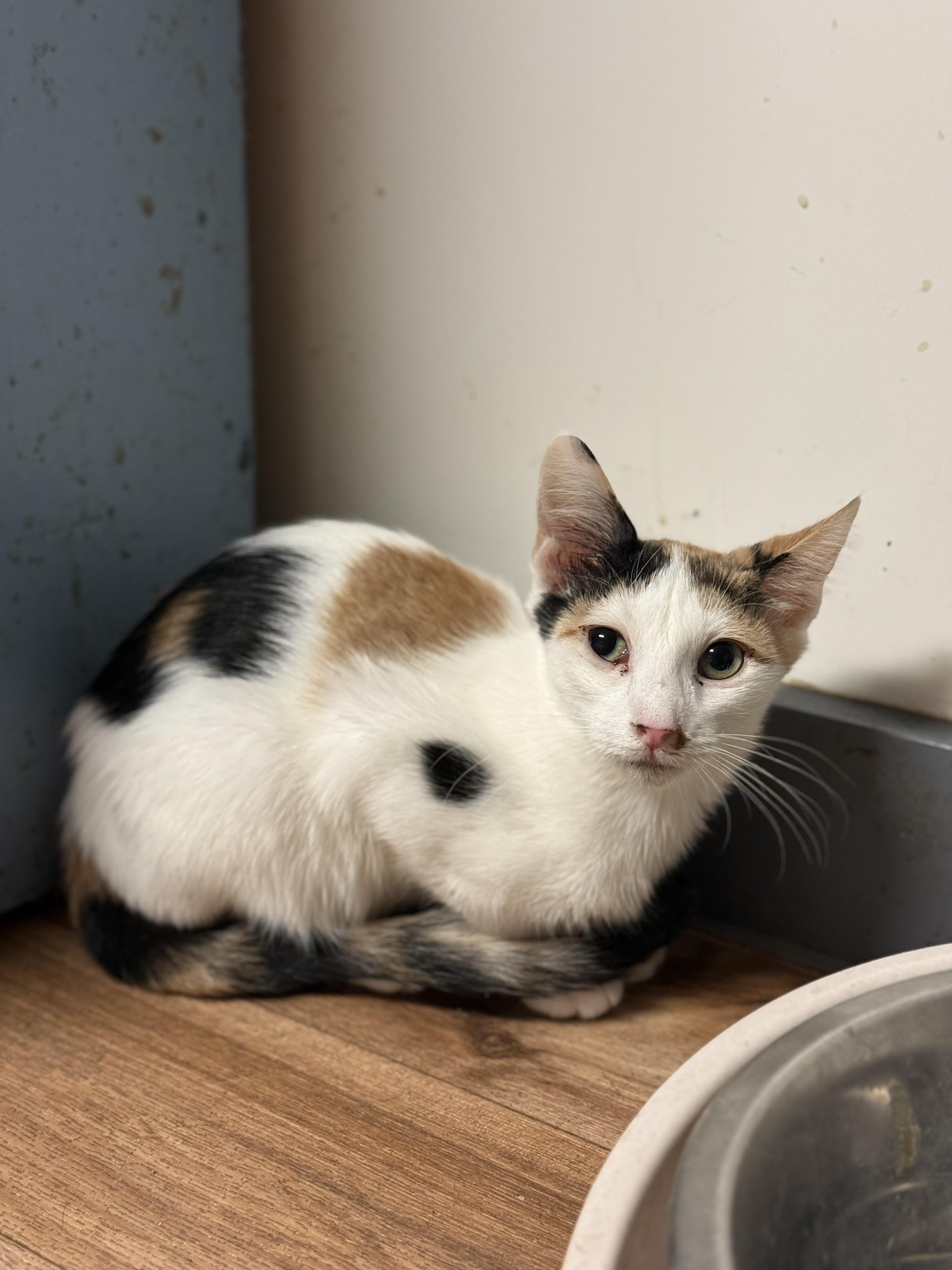 Flora, a Adoptable Domestic Short Hair in Varnville, SC image 3/3