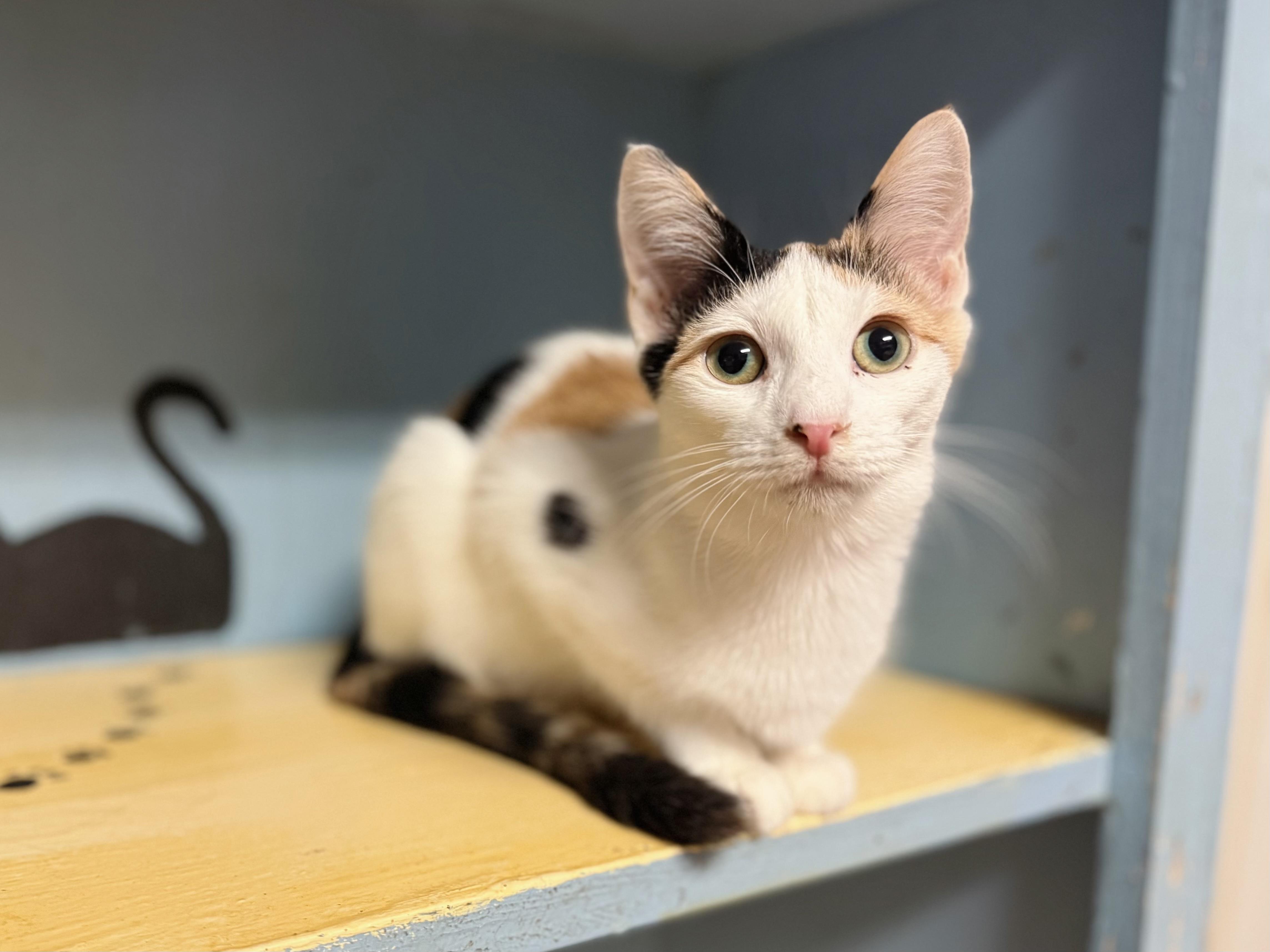 Flora, a Adoptable Domestic Short Hair in Varnville, SC image 2/3