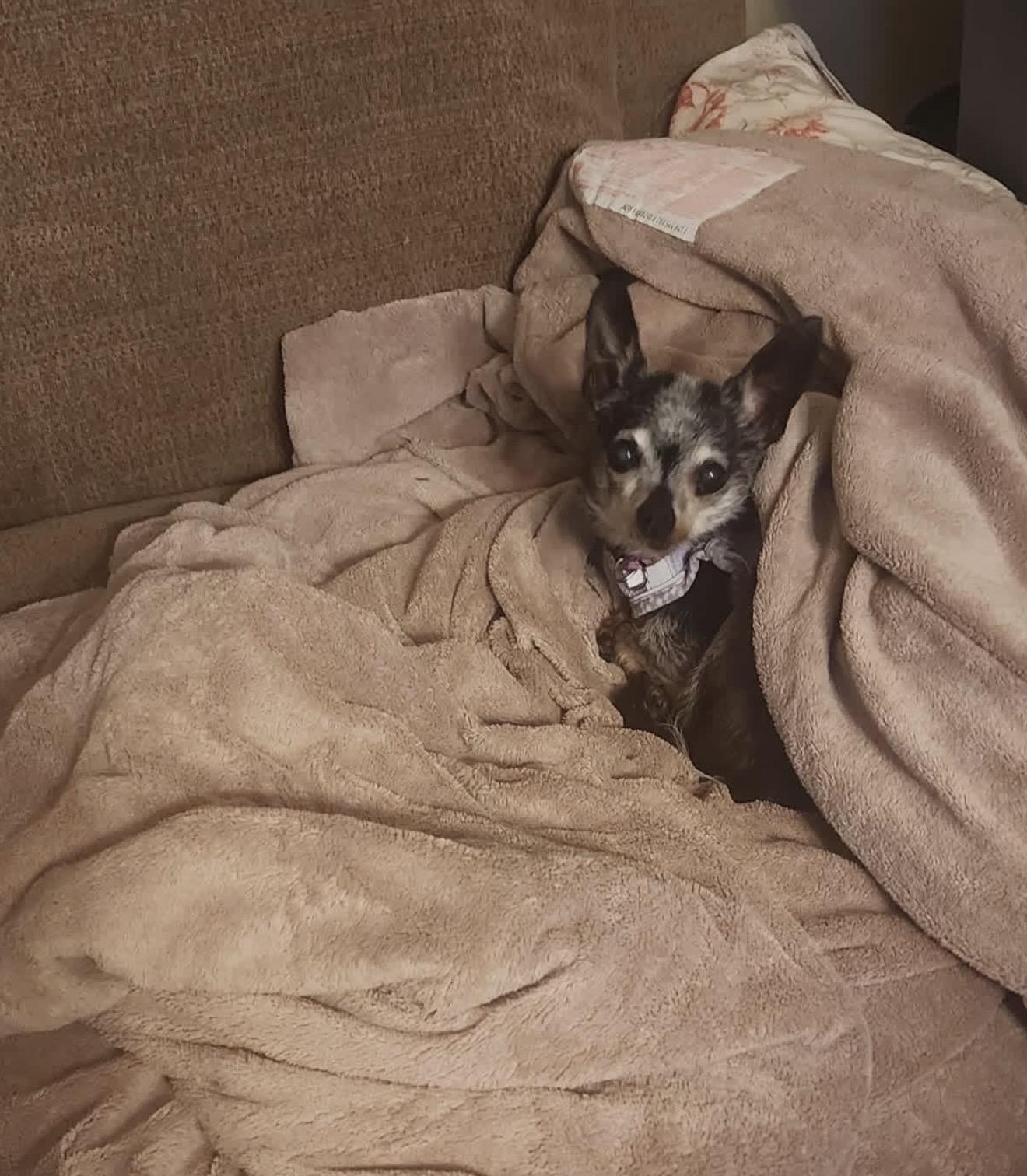 Enlarge Torie, a Adoptable Chihuahua in Hillsborough, NC image 1/6