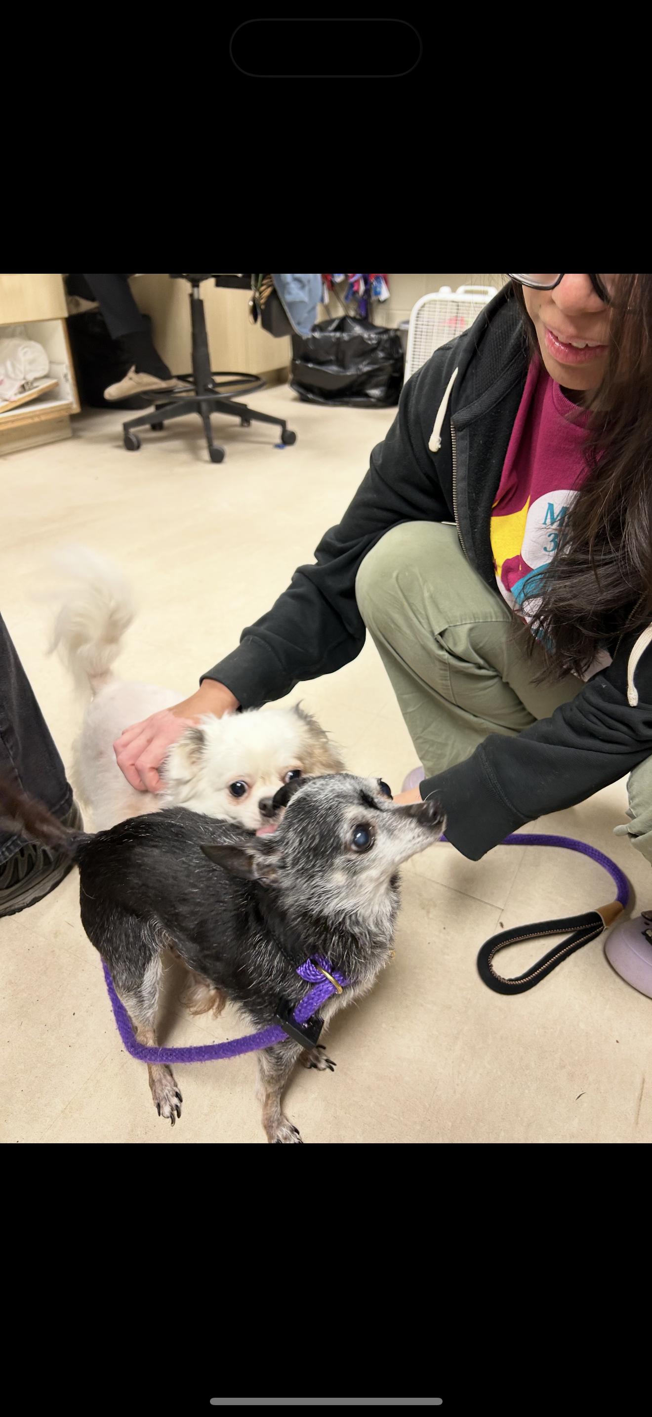 Enlarge Torie, a Adoptable Chihuahua in Hillsborough, NC image 3/6