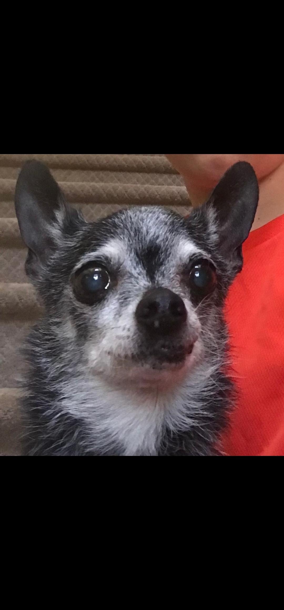 Enlarge Torie, a Adoptable Chihuahua in Hillsborough, NC image 5/6