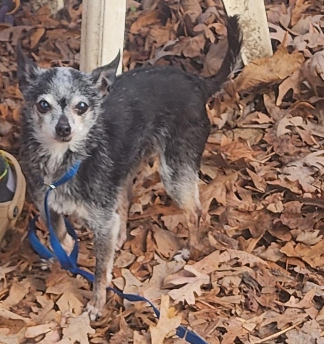 Enlarge Torie, a Adoptable Chihuahua in Hillsborough, NC image 6/6