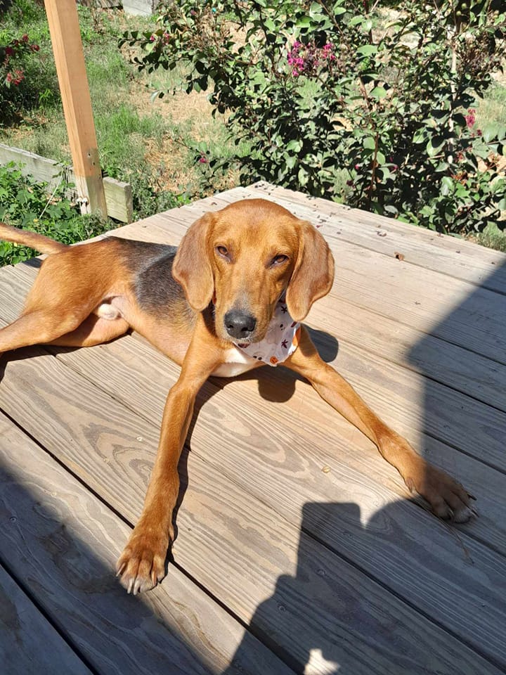 Enlarge Bacon, a Adoptable mixed breed in Wilmington, NC image 5/6