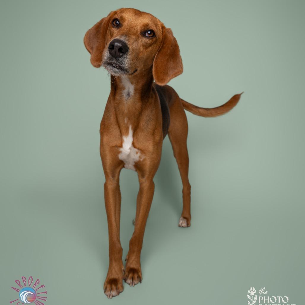 Enlarge Bacon, a Adoptable mixed breed in Wilmington, NC image 2/6