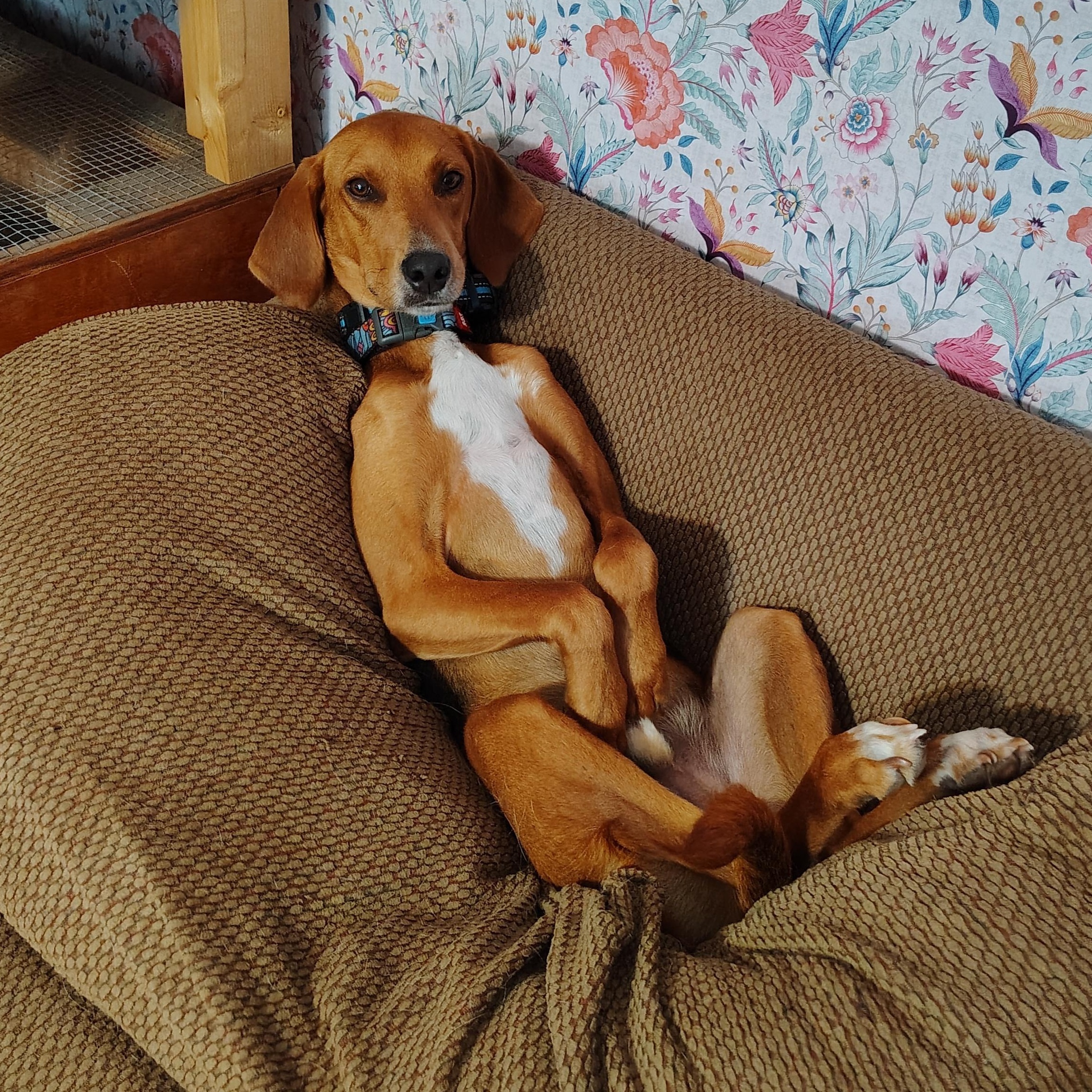 Enlarge Bacon, a Adoptable mixed breed in Wilmington, NC image 3/6