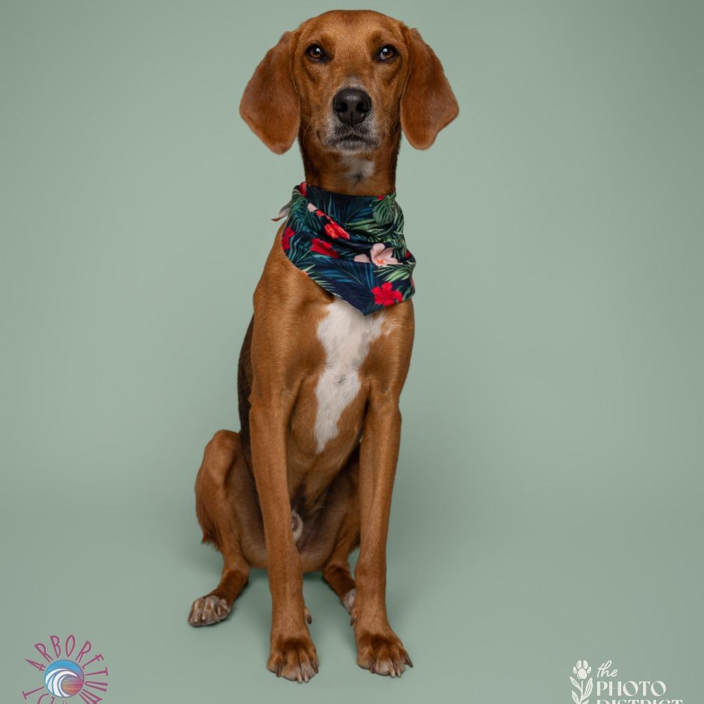 Bacon, Adoptable, Young Male Foxhound & Vizsla.