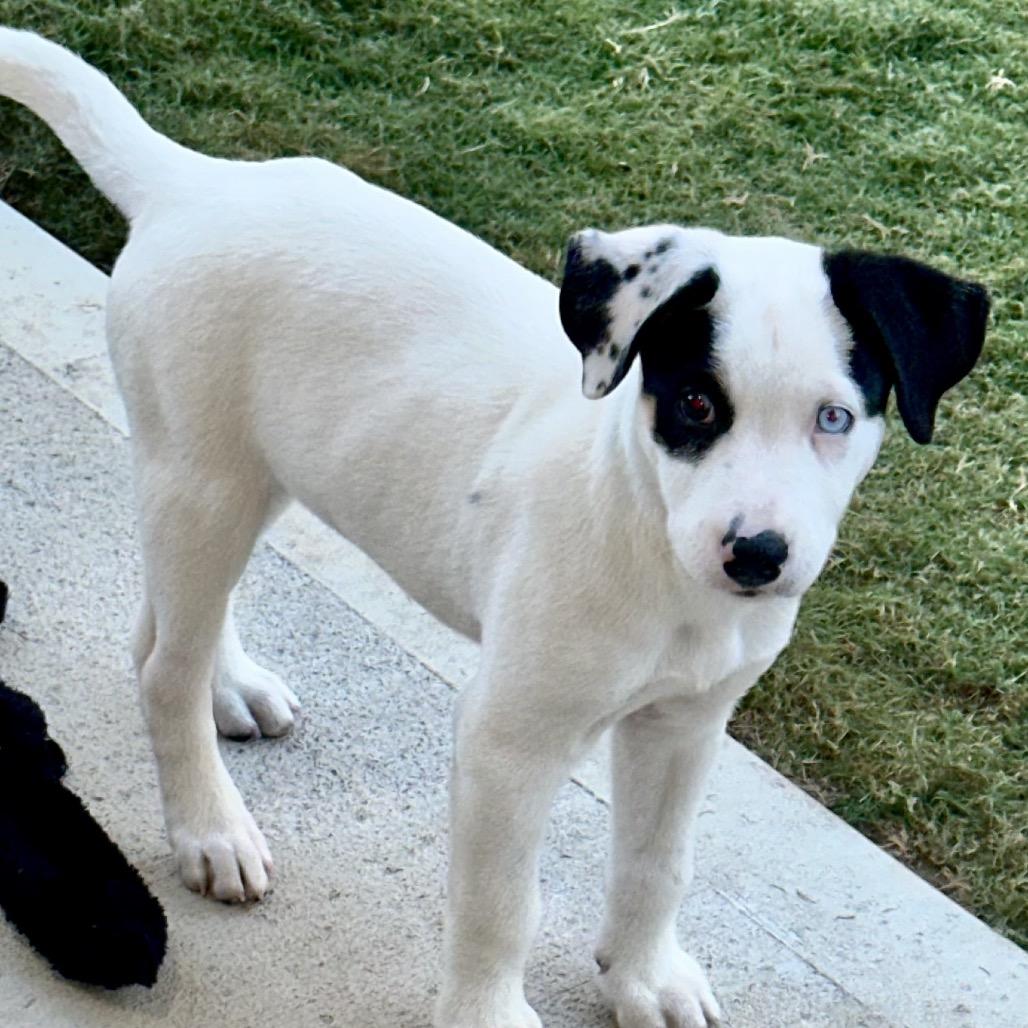 Enlarge Brownie, a Adoptable mixed breed in Austell, GA image 3/6