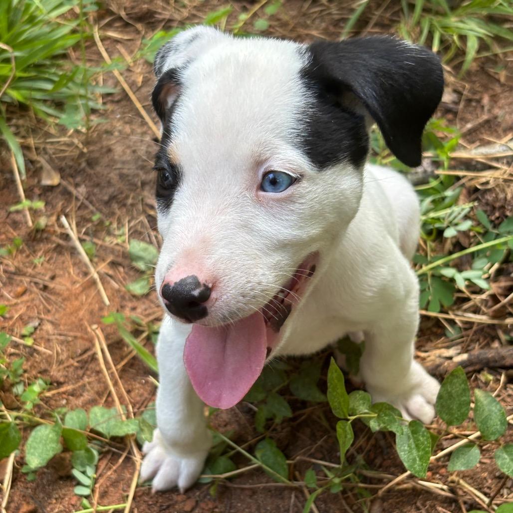 Enlarge Brownie, a Adoptable mixed breed in Austell, GA image 5/6