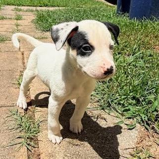 Enlarge Brownie, a Adoptable mixed breed in Austell, GA image 6/6