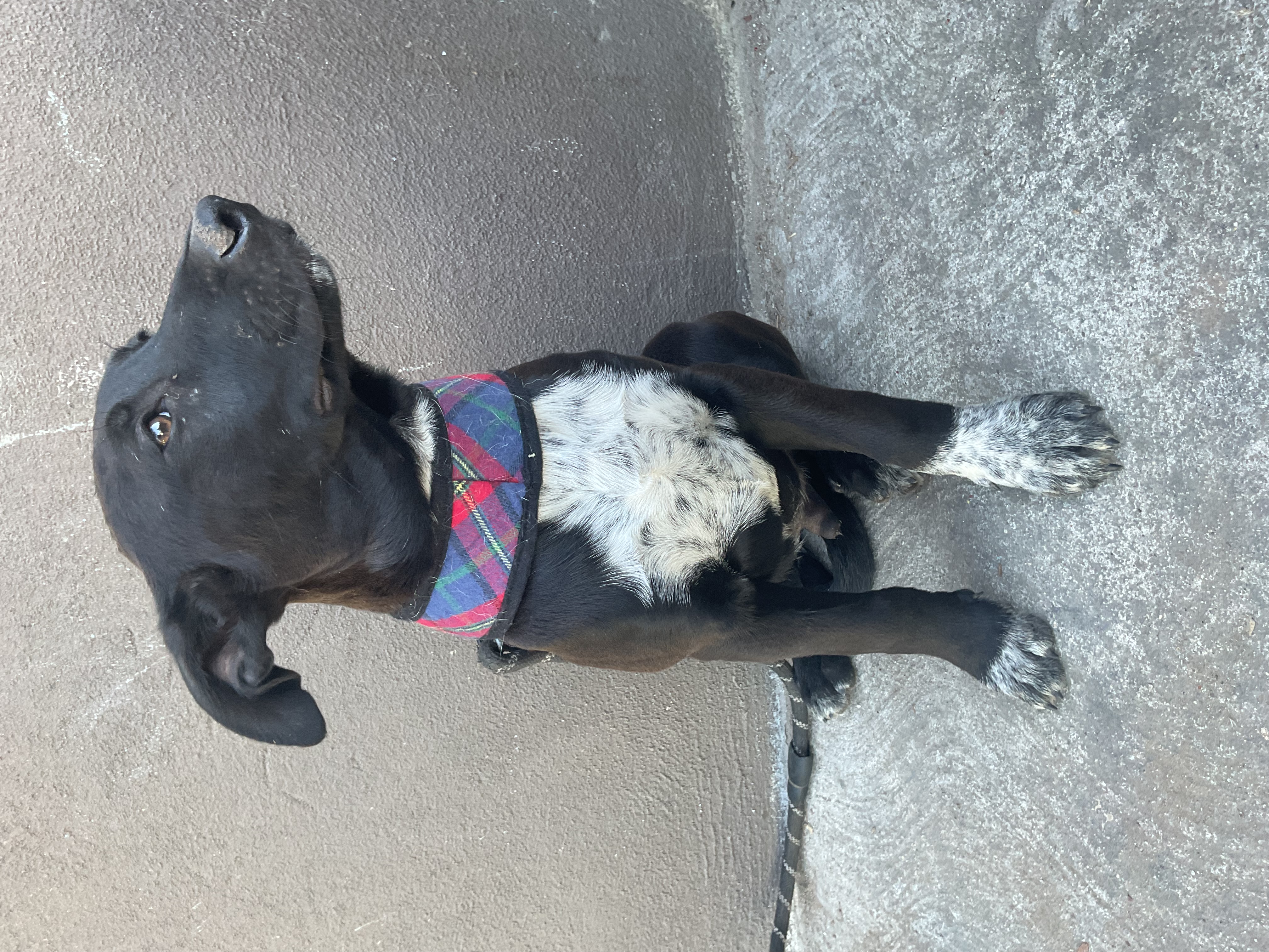 Zeus, Adoptable, Puppy Male Mountain Cur.