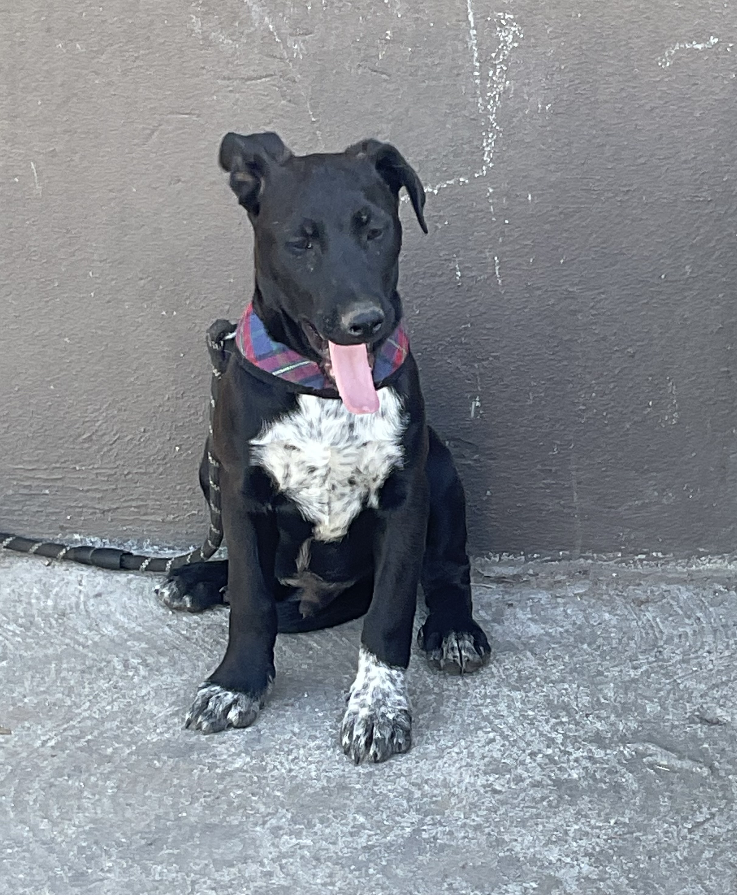 Zeus, a Adoptable mixed breed in Chula Vista, CA image 4/6