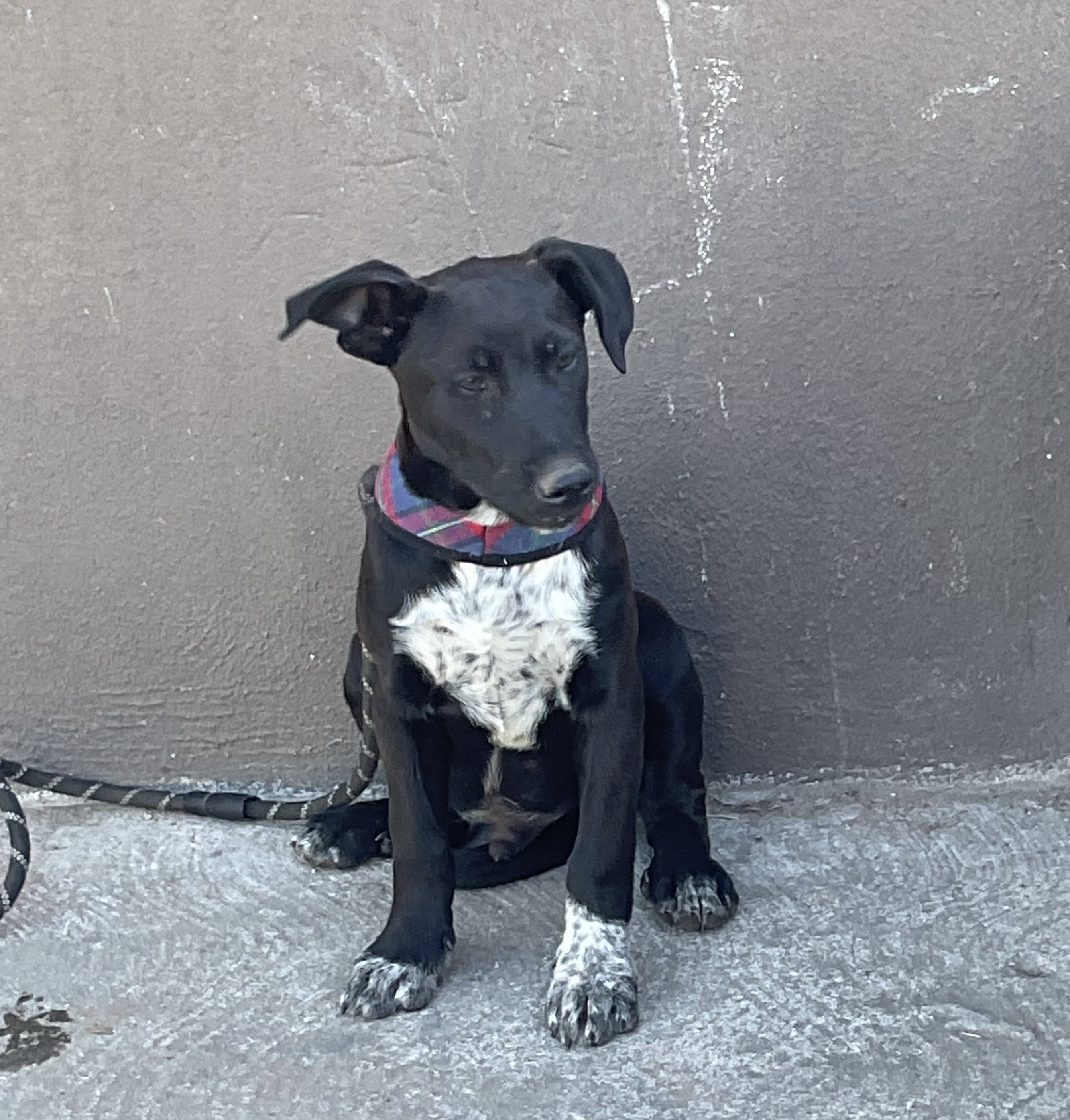 Zeus, a Adoptable mixed breed in Chula Vista, CA image 5/6