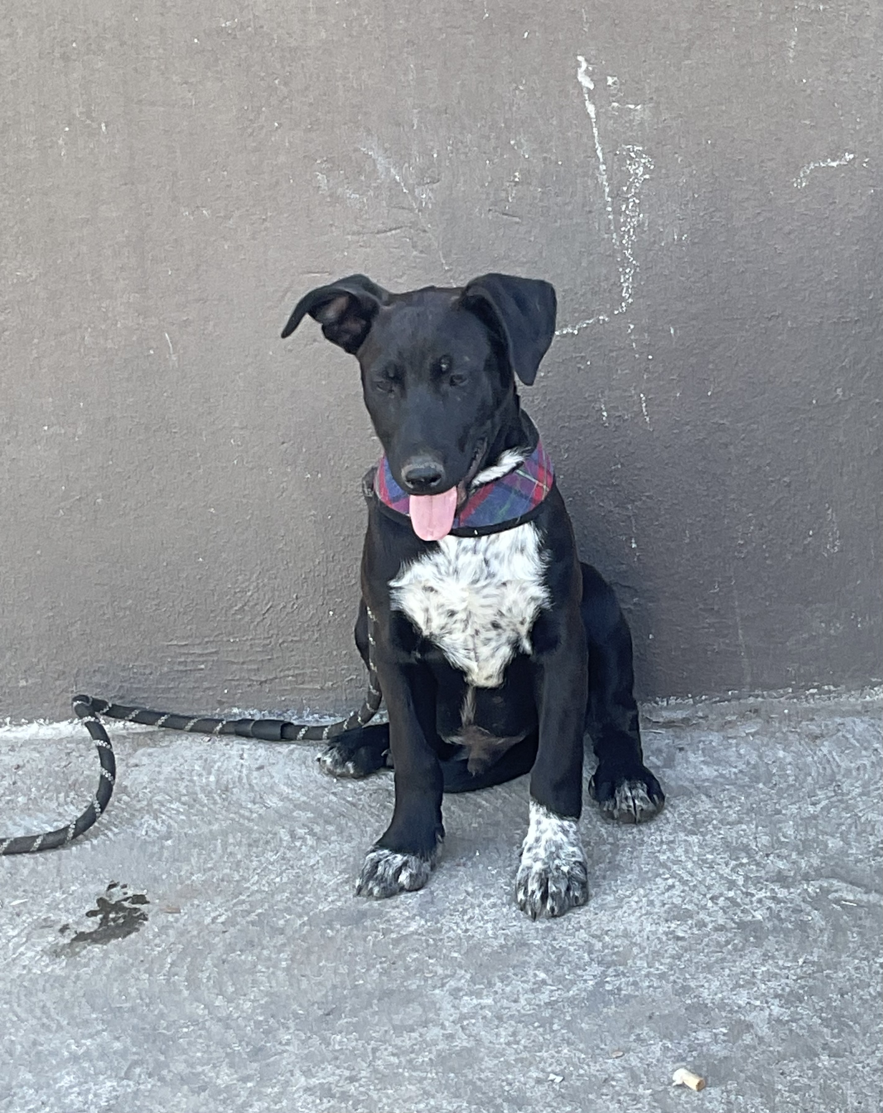 Zeus, a Adoptable mixed breed in Chula Vista, CA image 6/6