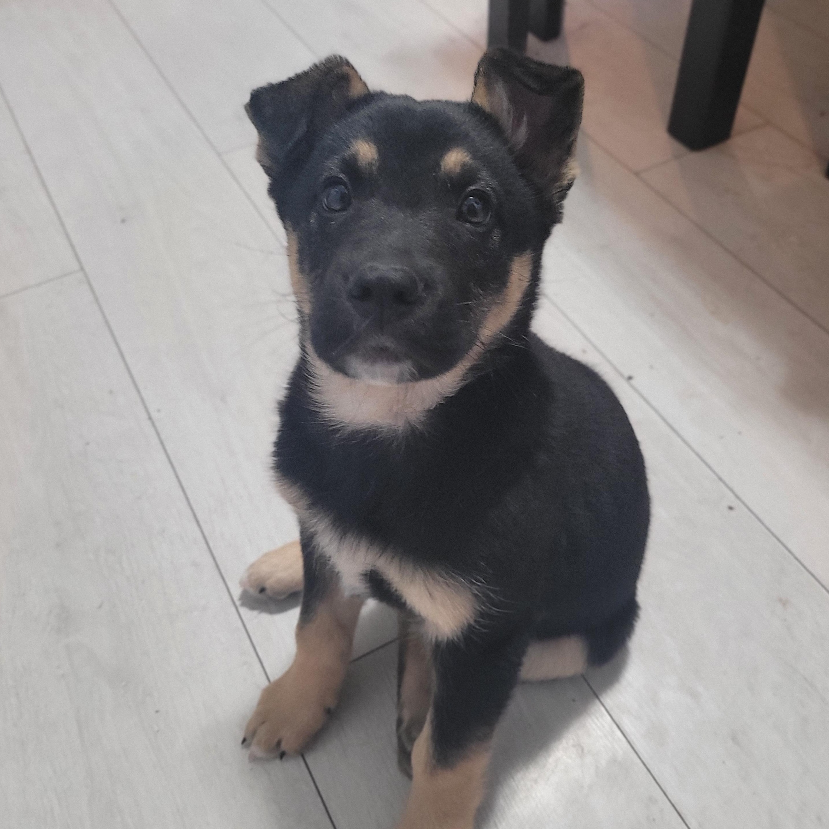 Enlarge Miller, a Adoptable mixed breed in Brantford, ON image 3/6