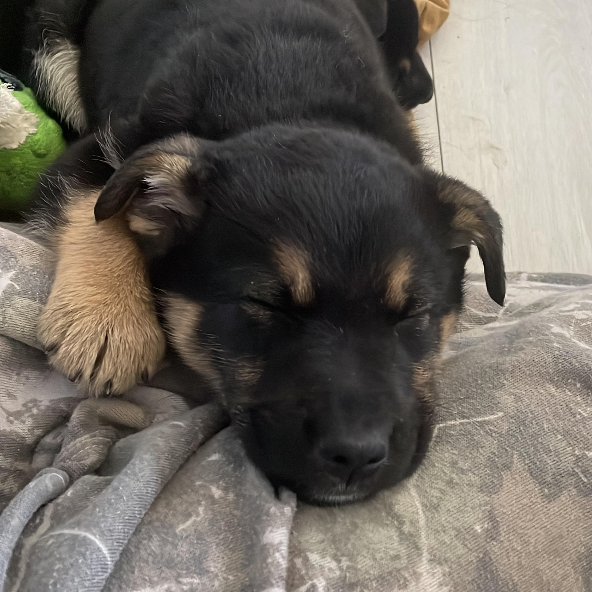 Enlarge Miller, a Adoptable mixed breed in Brantford, ON image 6/6