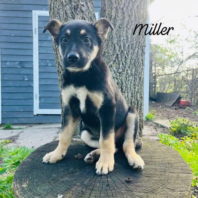Enlarge Miller, a Adoptable mixed breed in Brantford, ON image 1/6