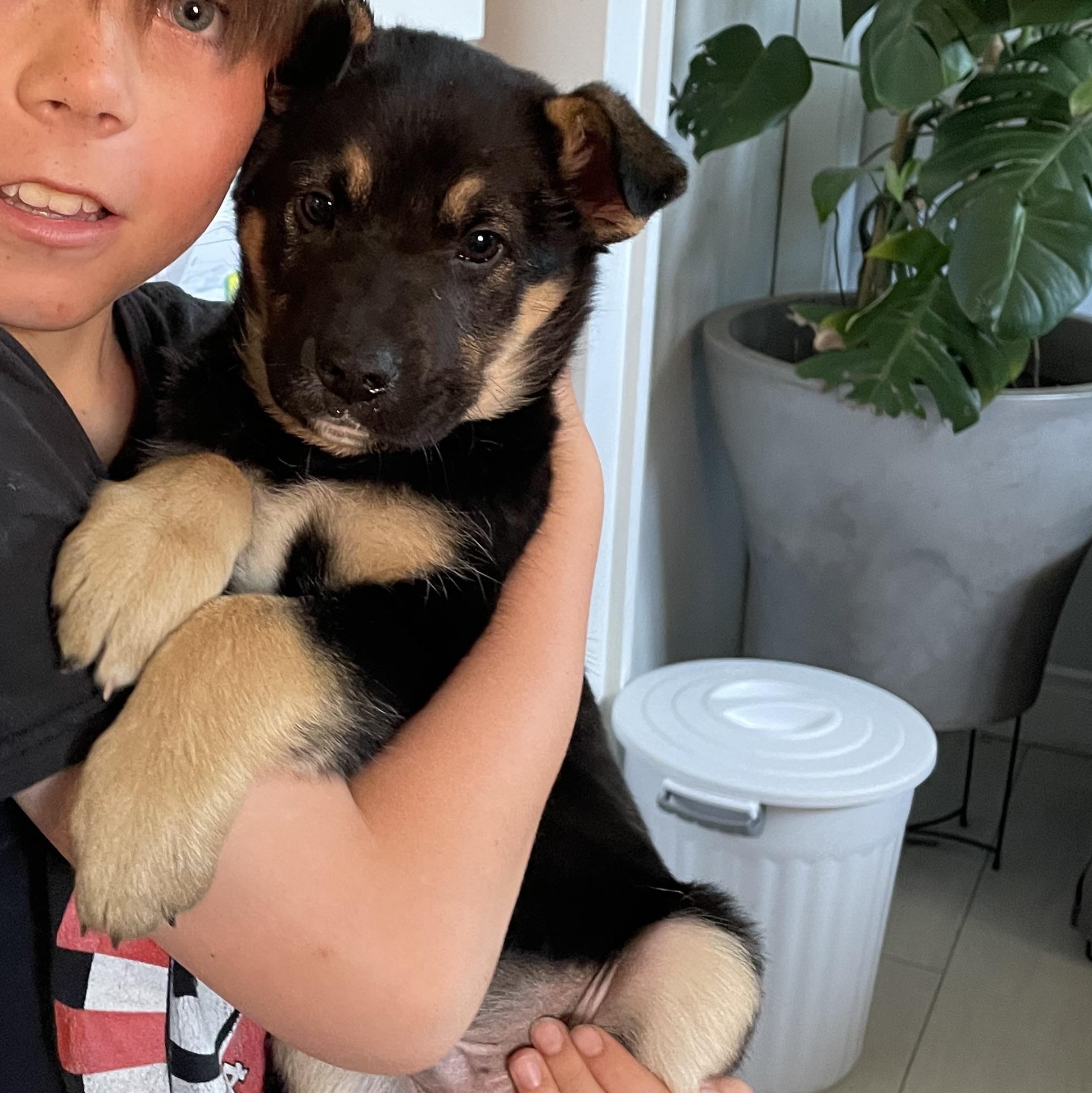 Enlarge Miller, a Adoptable mixed breed in Brantford, ON image 5/6