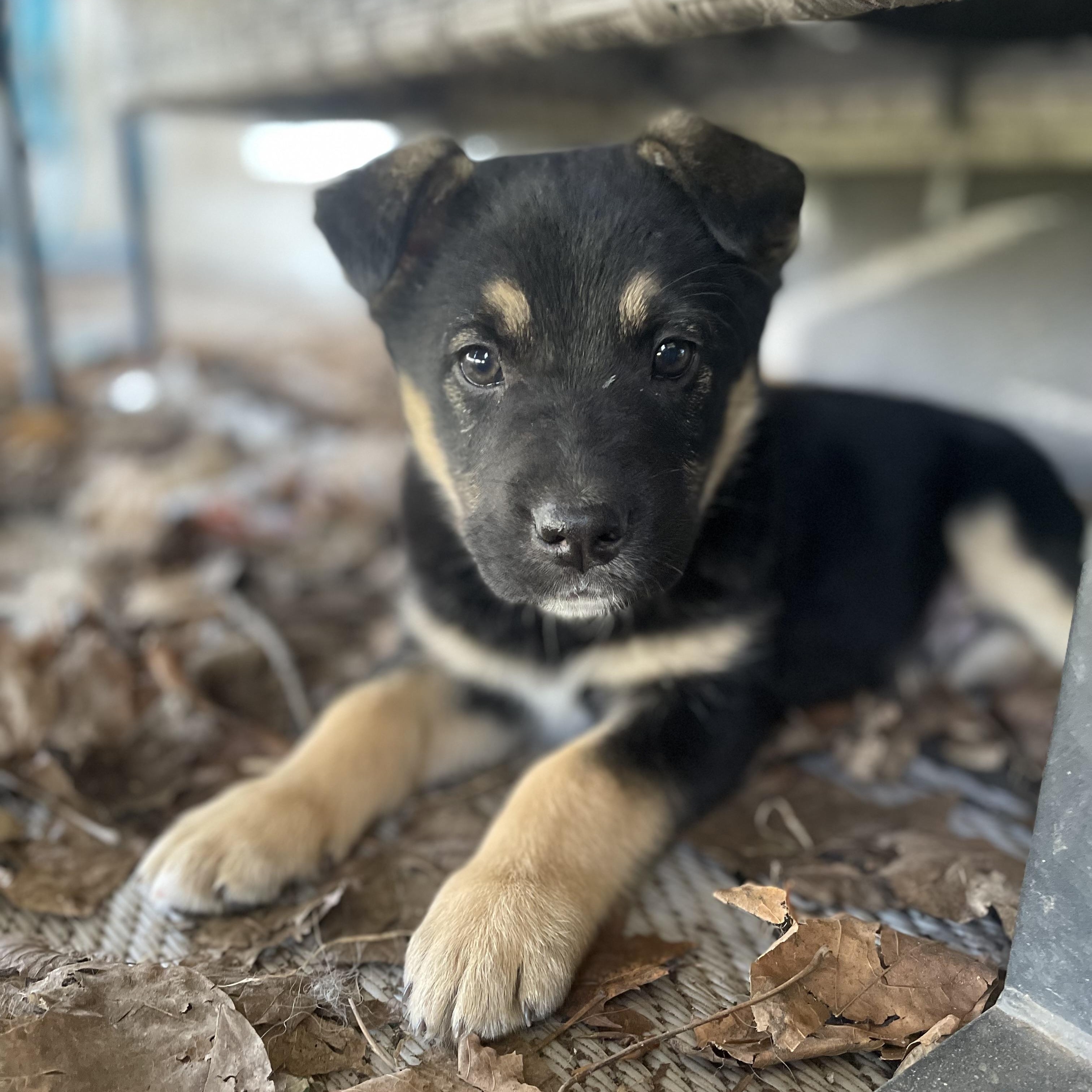 Enlarge Miller, a Adoptable mixed breed in Brantford, ON image 2/6