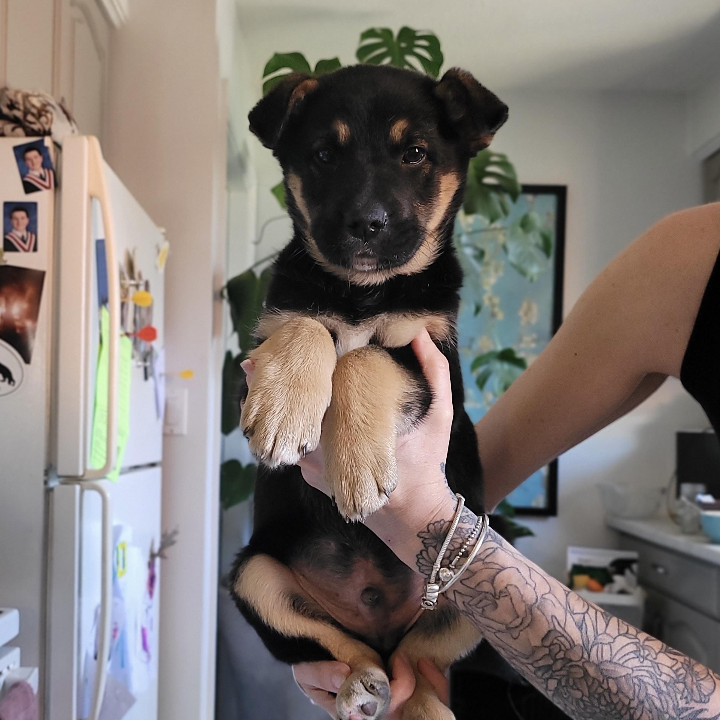 Enlarge Miller, a Adoptable mixed breed in Brantford, ON image 4/6