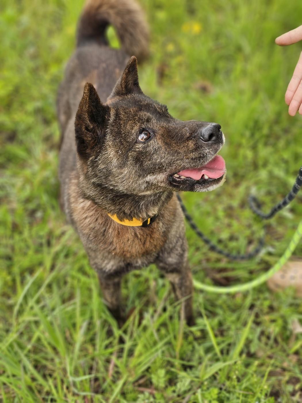 May, an adoptable Jindo in centreville, VA, 20120 | Photo Image 3