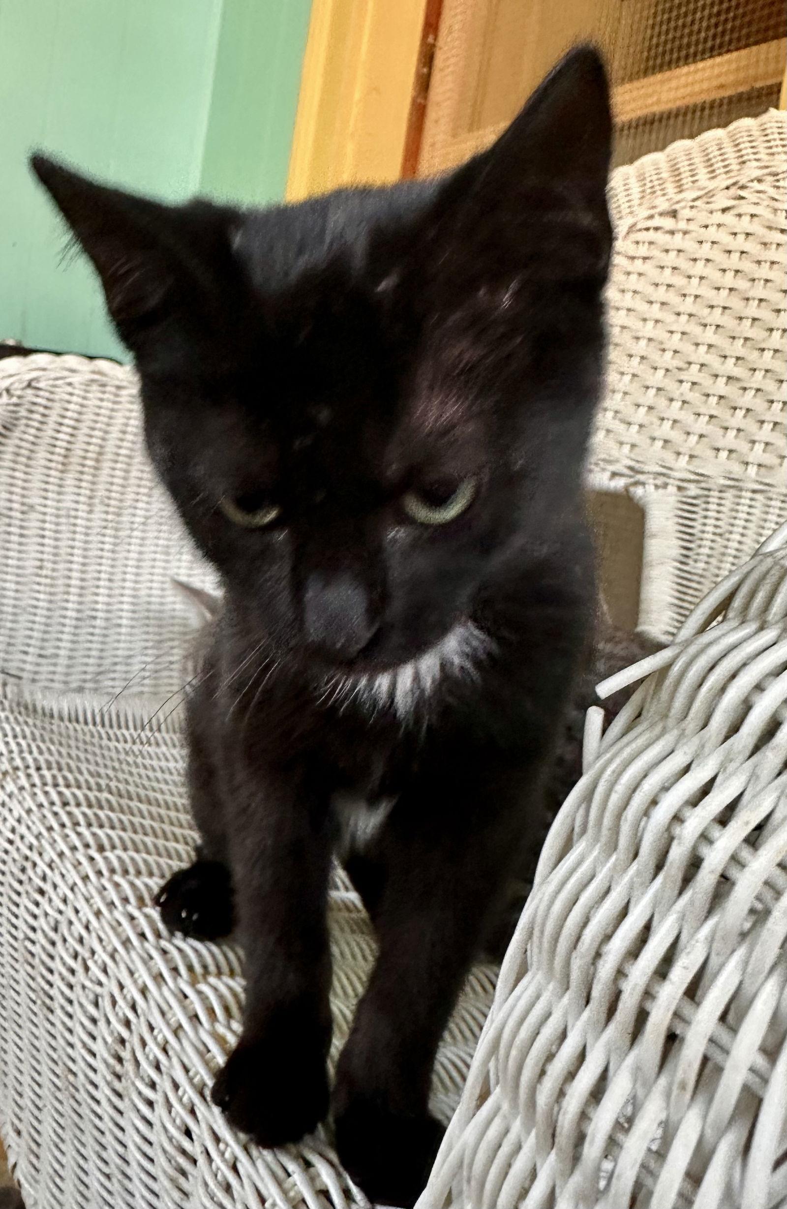 Raven, Adoptable, Young Female Domestic Short Hair.