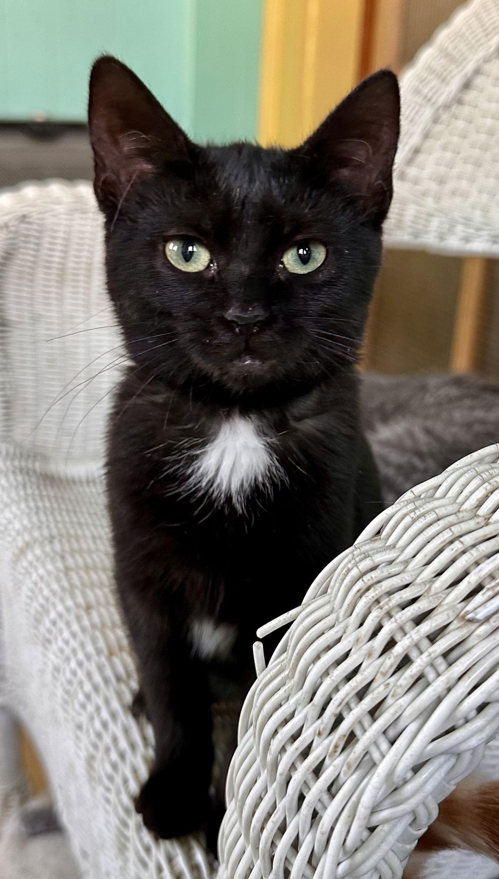 Raven, a Adoptable Domestic Short Hair in Maywood, IL image 2/3