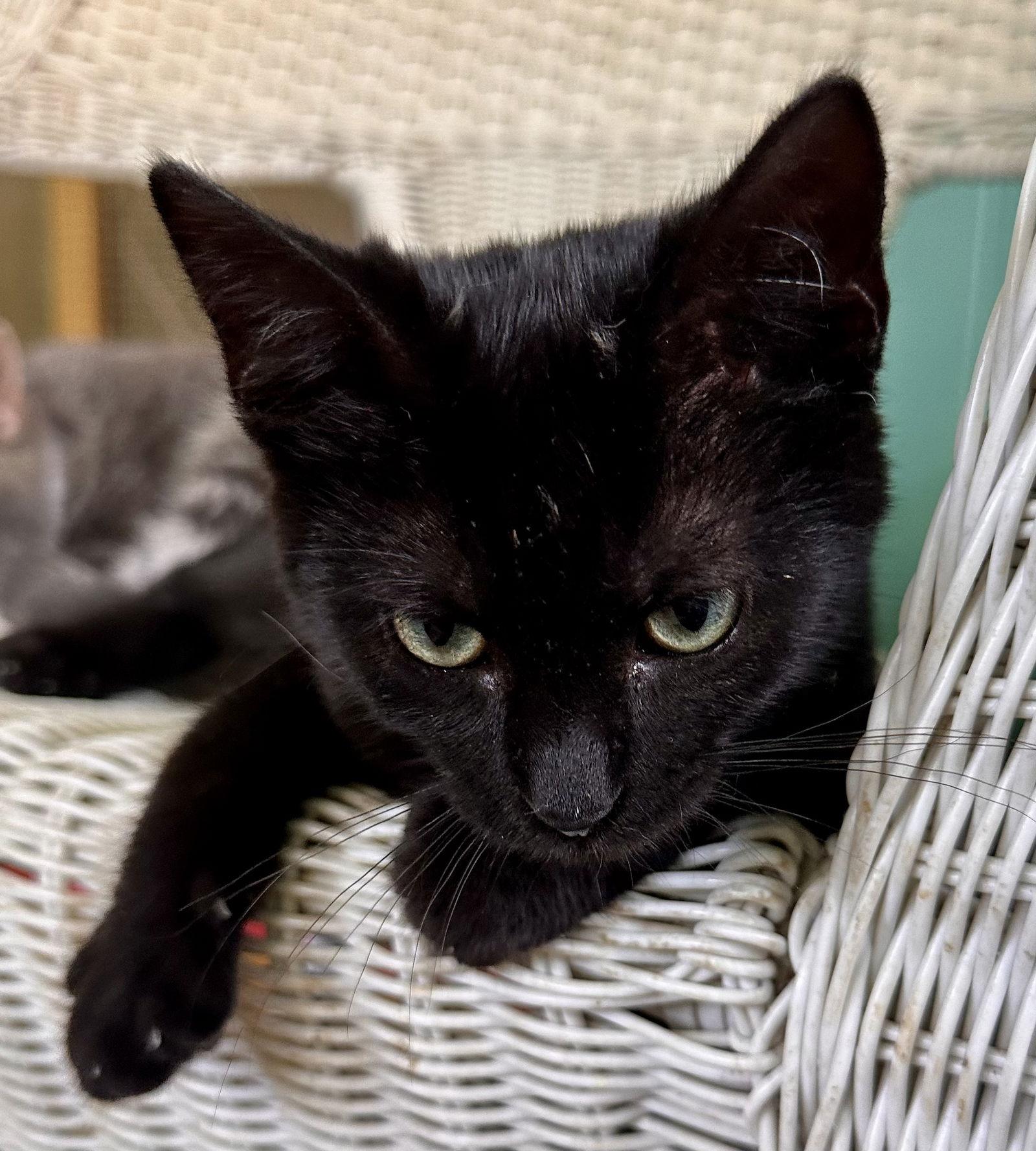 Raven, a Adoptable Domestic Short Hair in Maywood, IL image 3/3