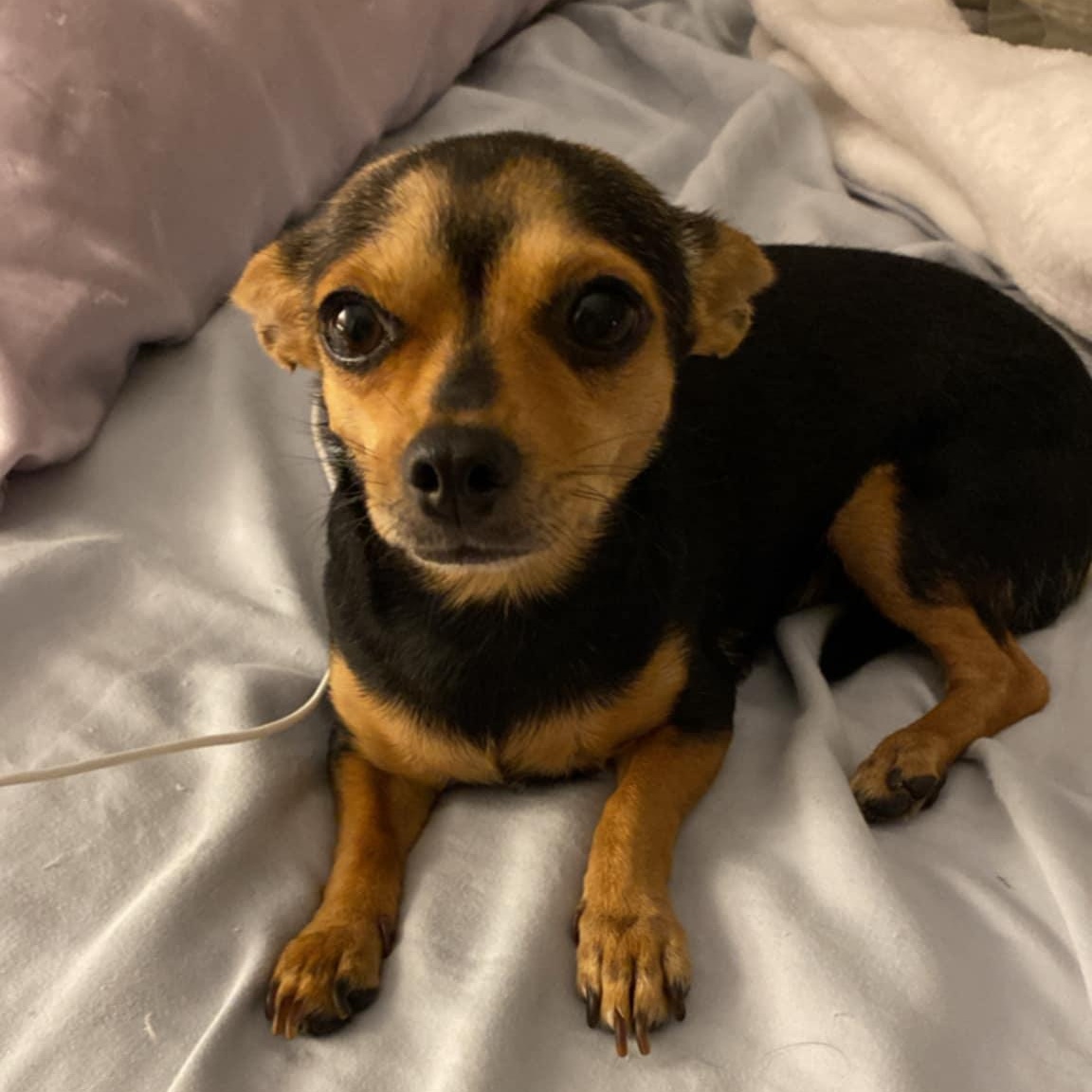 Reva, ADOPTABLE, Adult Female Miniature Pinscher & Chihuahua.