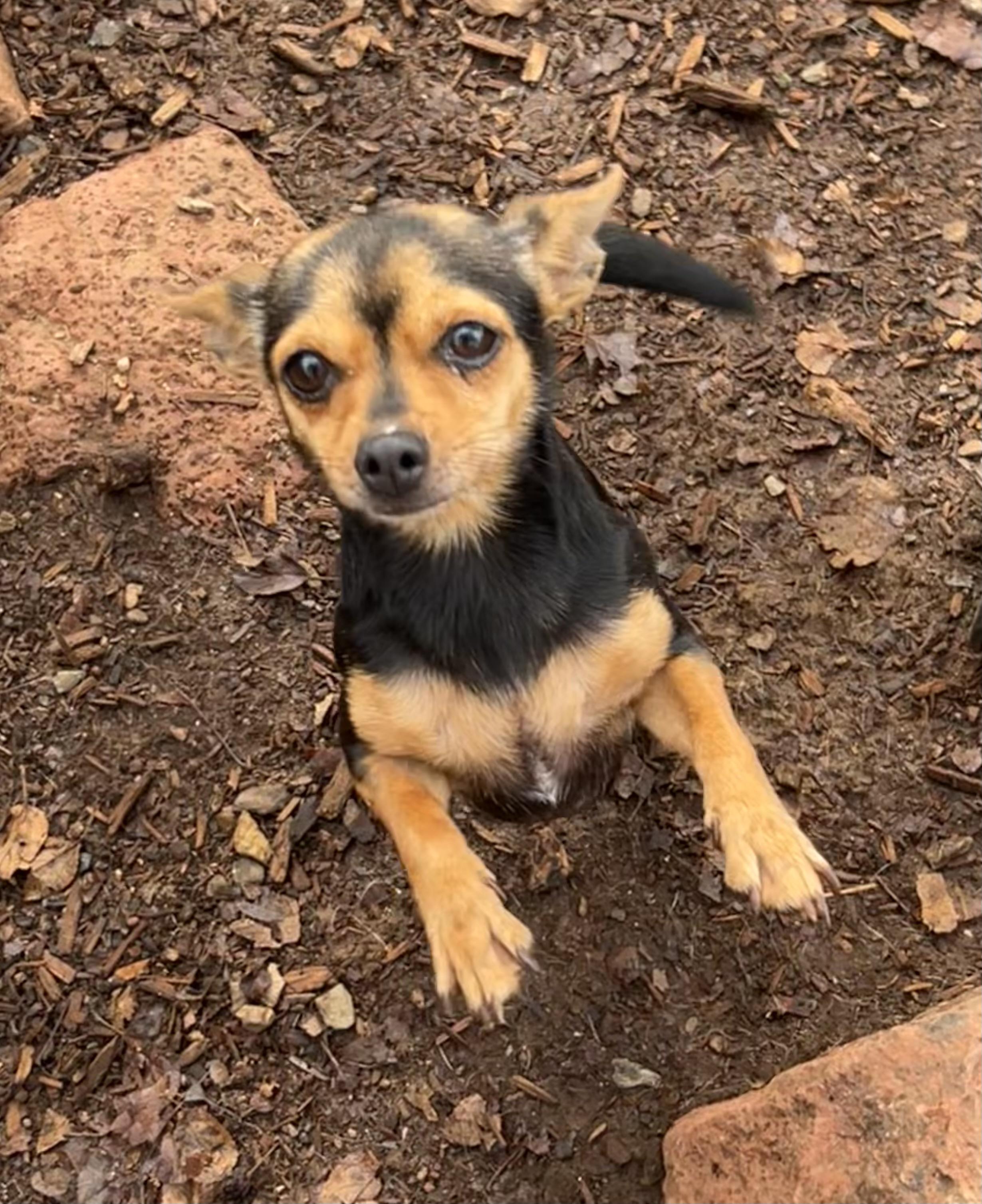 Enlarge Reva, a ADOPTABLE mixed breed in Flagstaff, AZ image 4/6