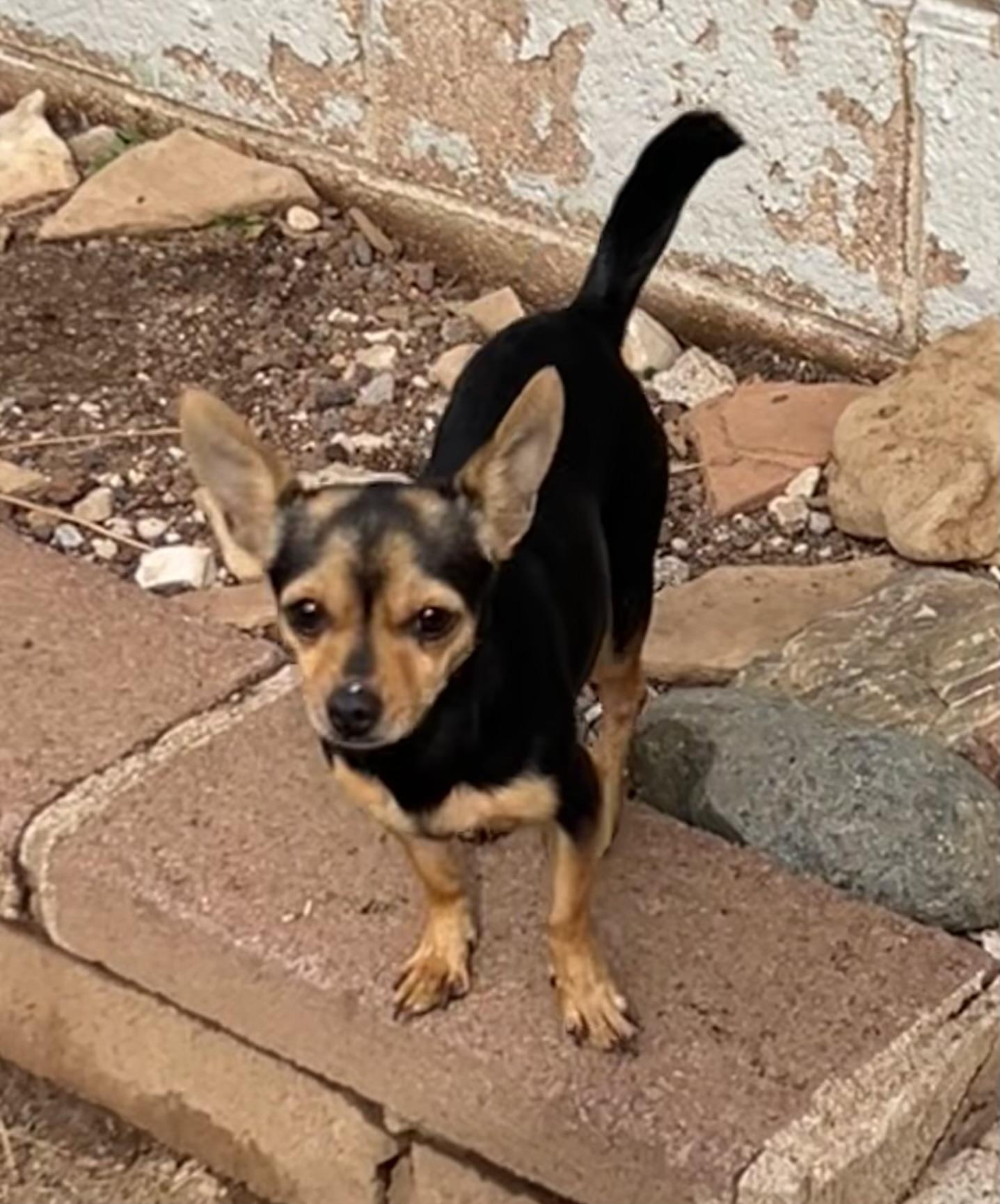 Enlarge Reva, a ADOPTABLE mixed breed in Flagstaff, AZ image 3/6