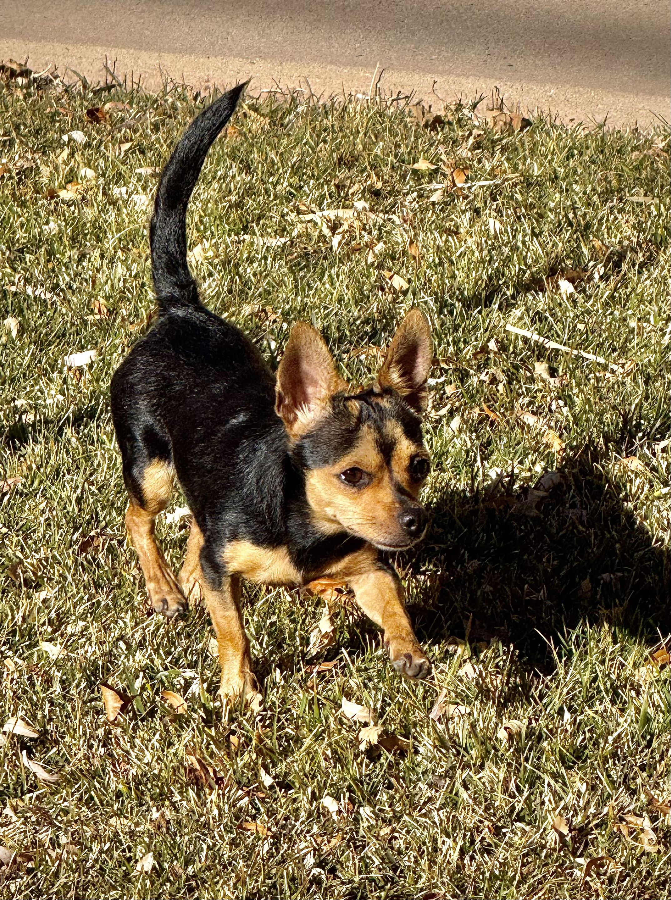 Enlarge Reva, a ADOPTABLE mixed breed in Flagstaff, AZ image 5/6