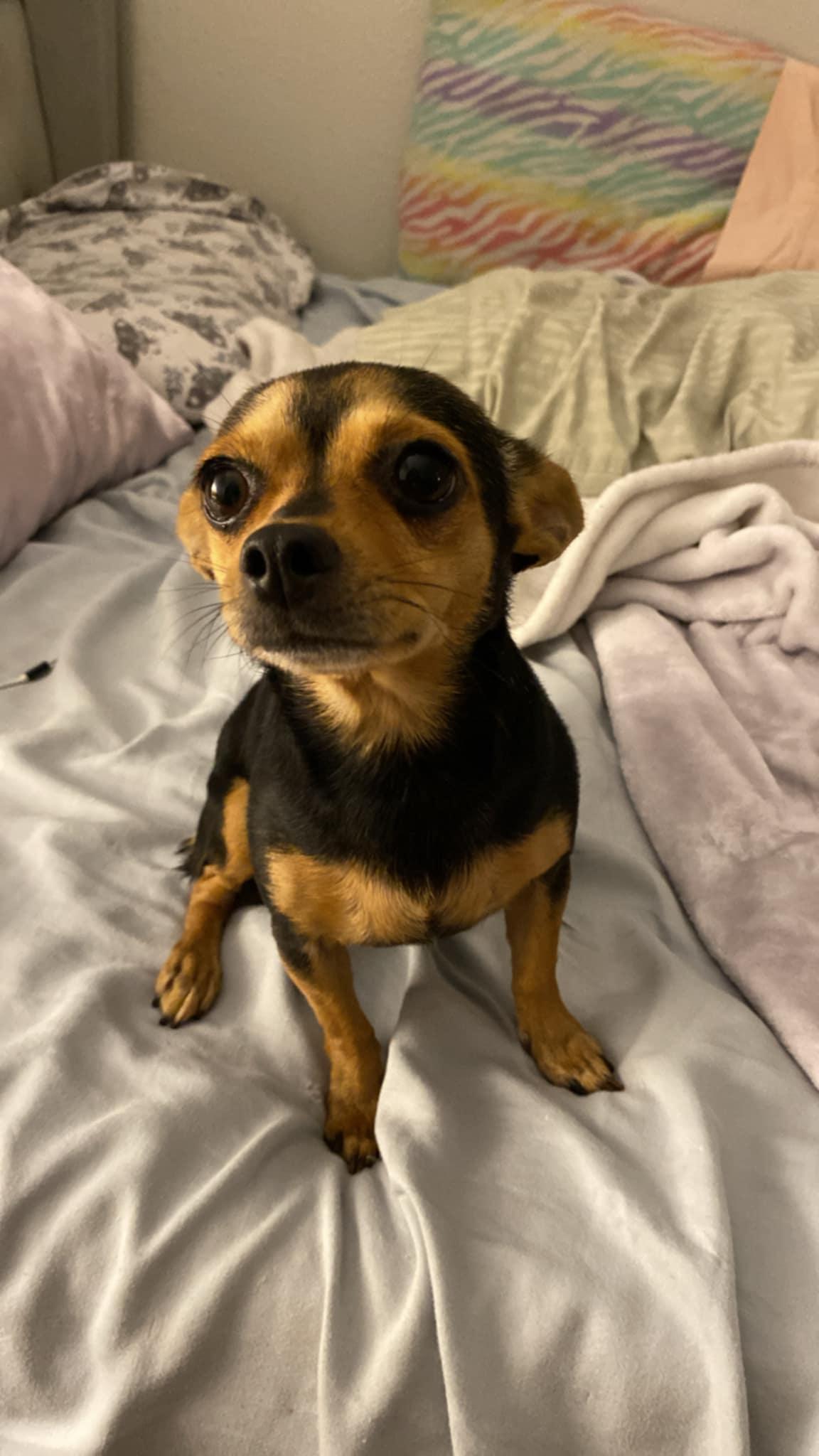 Enlarge Reva, a ADOPTABLE mixed breed in Flagstaff, AZ image 2/6