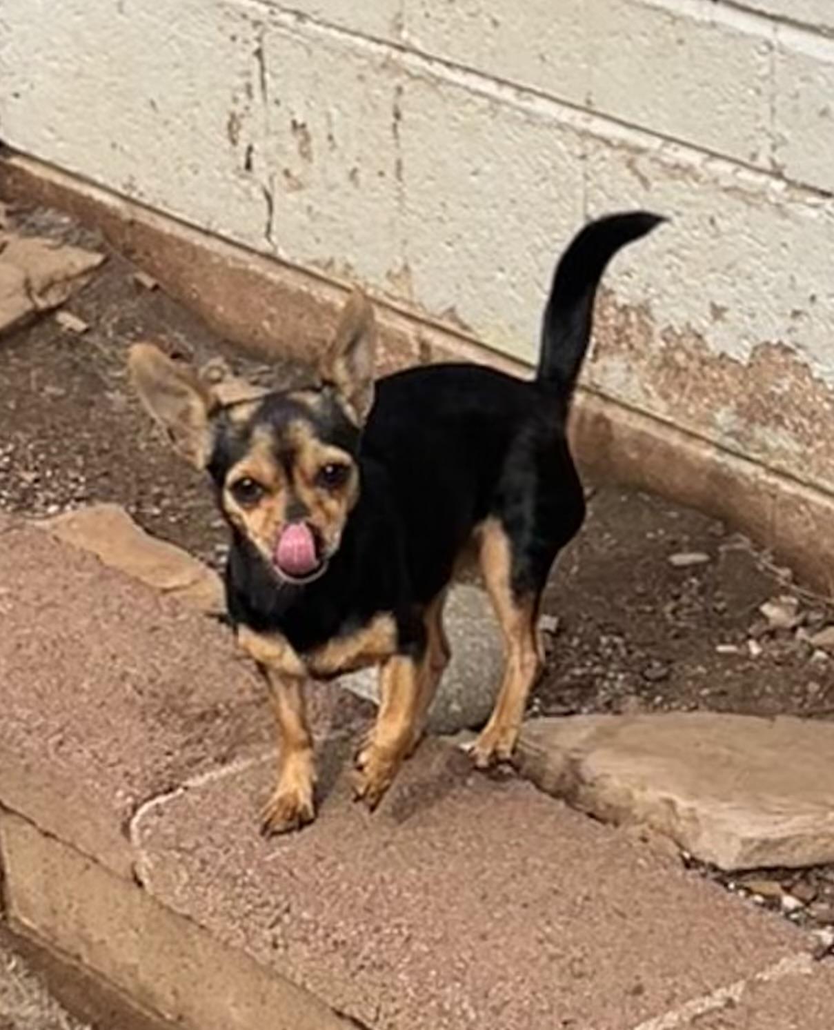 Enlarge Reva, a ADOPTABLE mixed breed in Flagstaff, AZ image 6/6