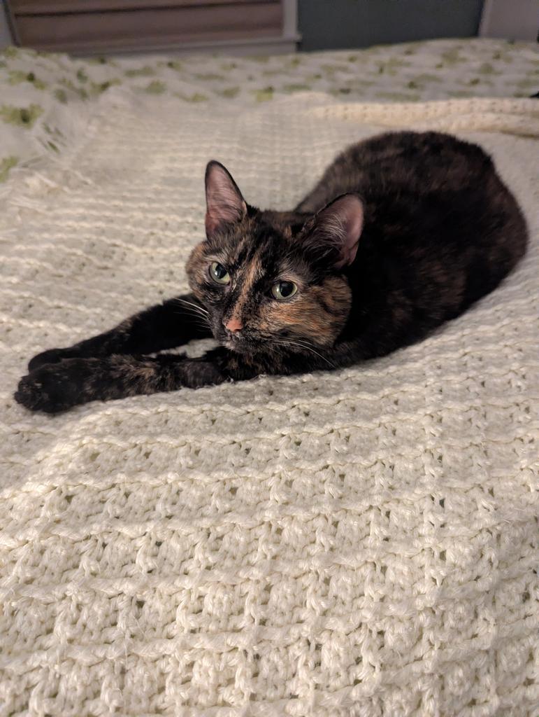 Millie, Adoptable, Adult Female Domestic Short Hair.