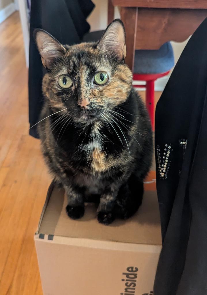 Millie, a Adoptable mixed breed in Saint Paul, MN image 2/6