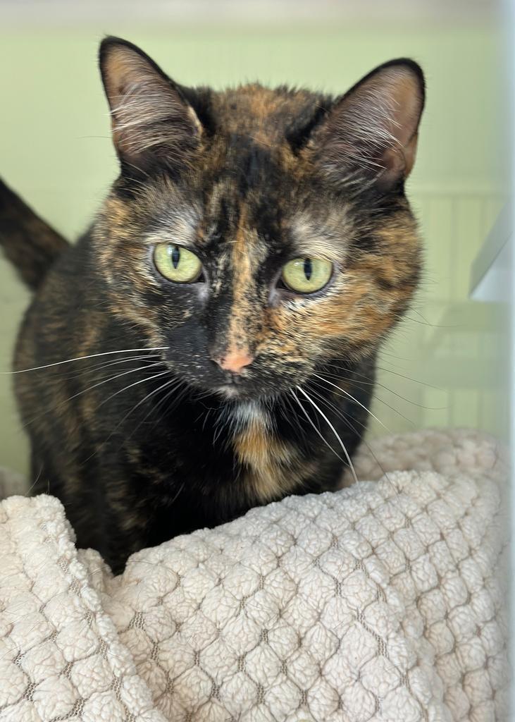 Millie, a Adoptable mixed breed in Saint Paul, MN image 2/6