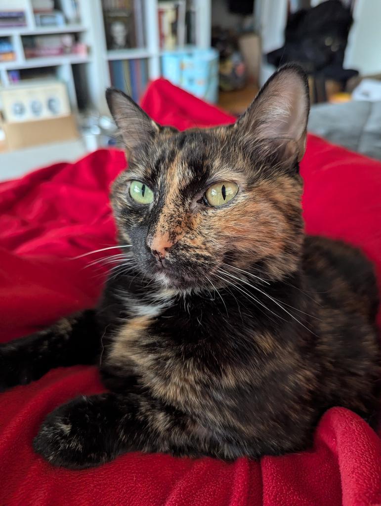 Millie, a Adoptable mixed breed in Saint Paul, MN image 4/6