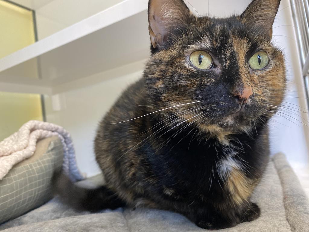 Millie, a Adoptable mixed breed in Saint Paul, MN image 5/6