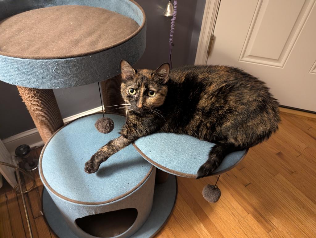 Millie, a Adoptable mixed breed in Saint Paul, MN image 6/6