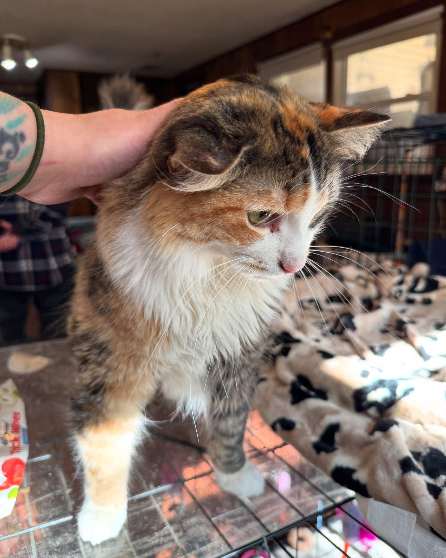 Evie *Needs Diapers*, a Adoptable Calico in Rochester, NY image 4/5