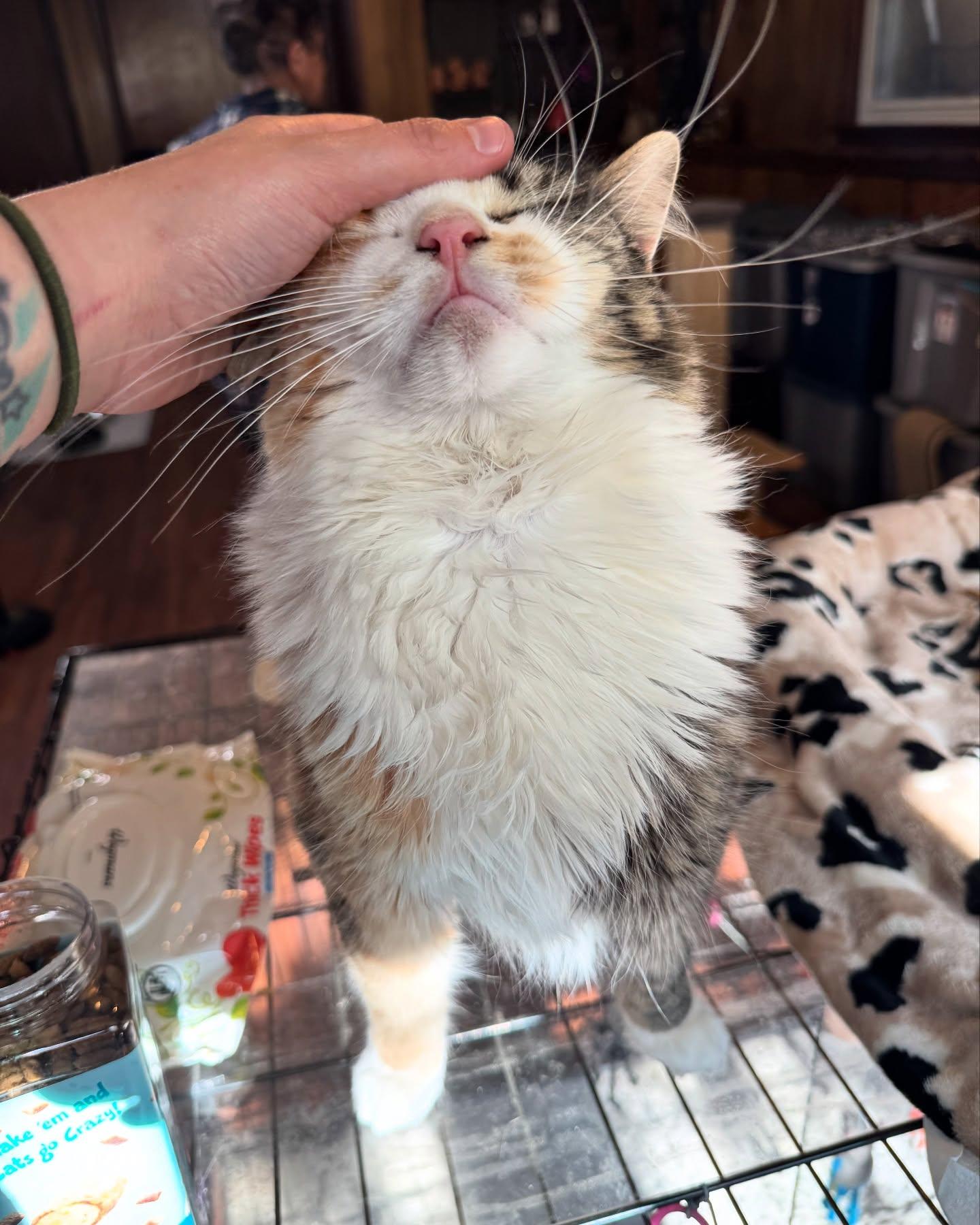 Evie *Needs Diapers*, a Adoptable Calico in Rochester, NY image 3/5