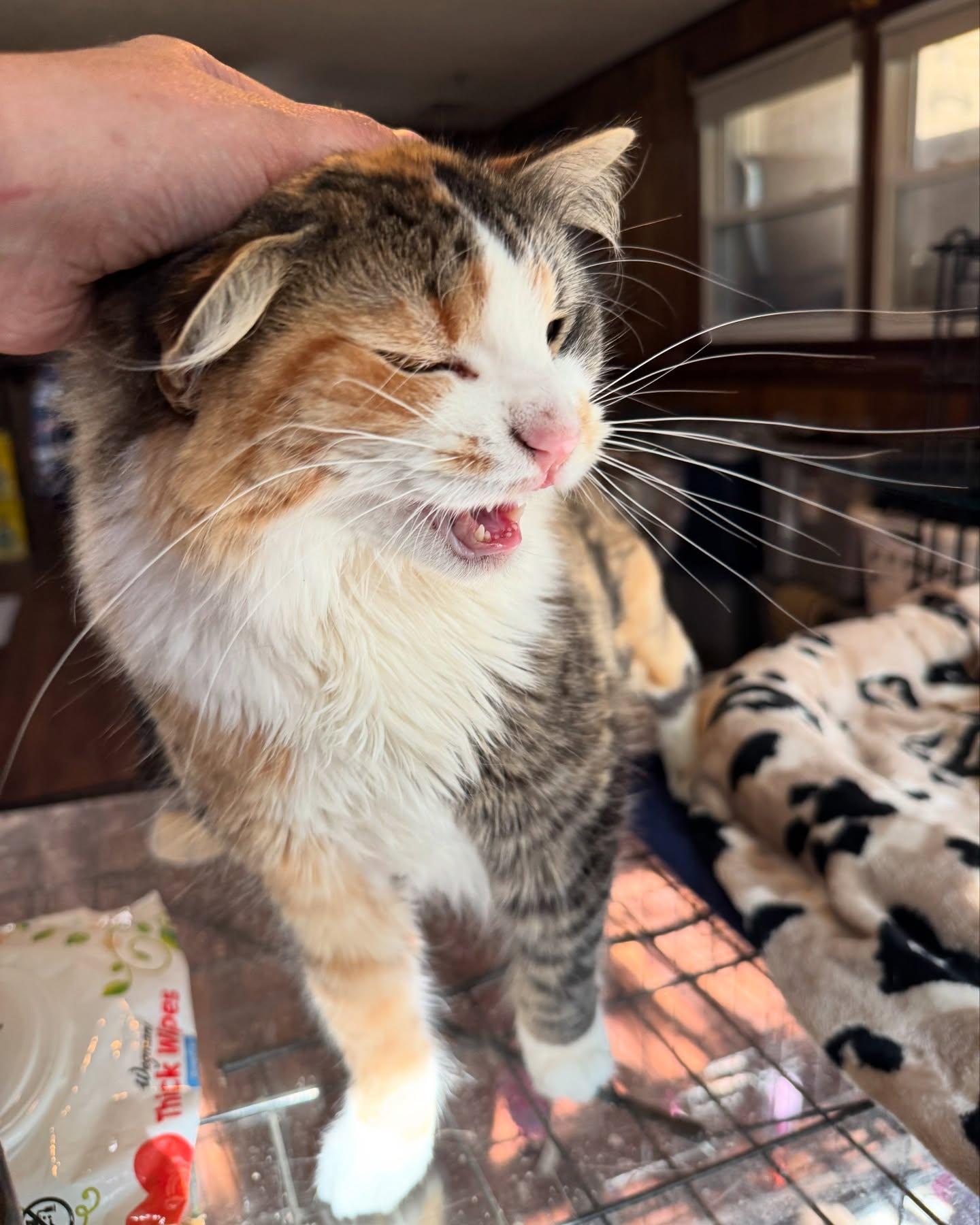 Evie *Needs Diapers*, a Adoptable Calico in Rochester, NY image 5/5