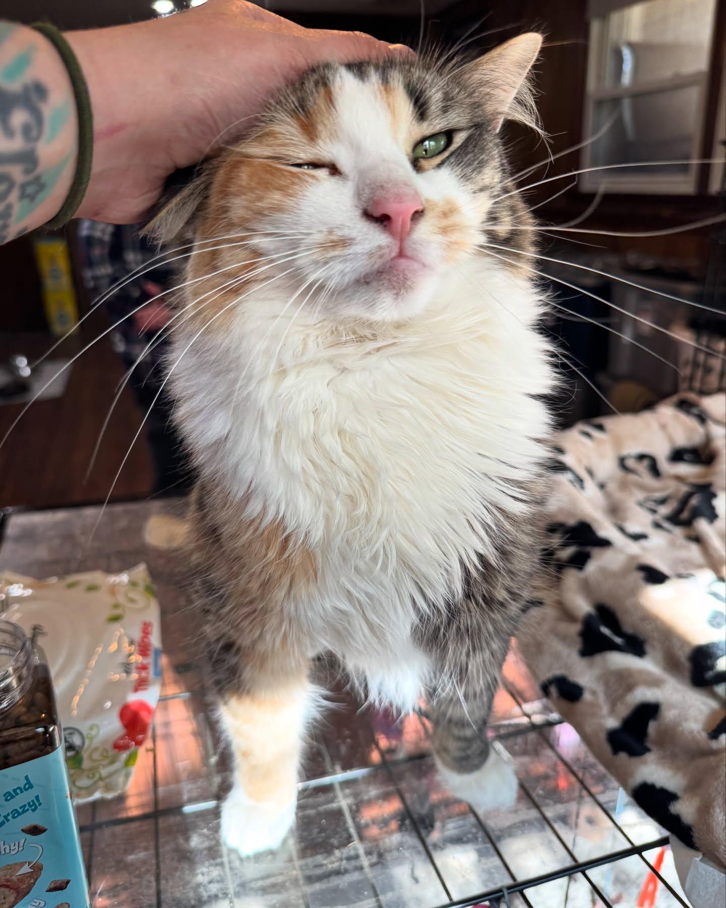 Evie *Needs Diapers*, Adoptable, Young Female Calico.