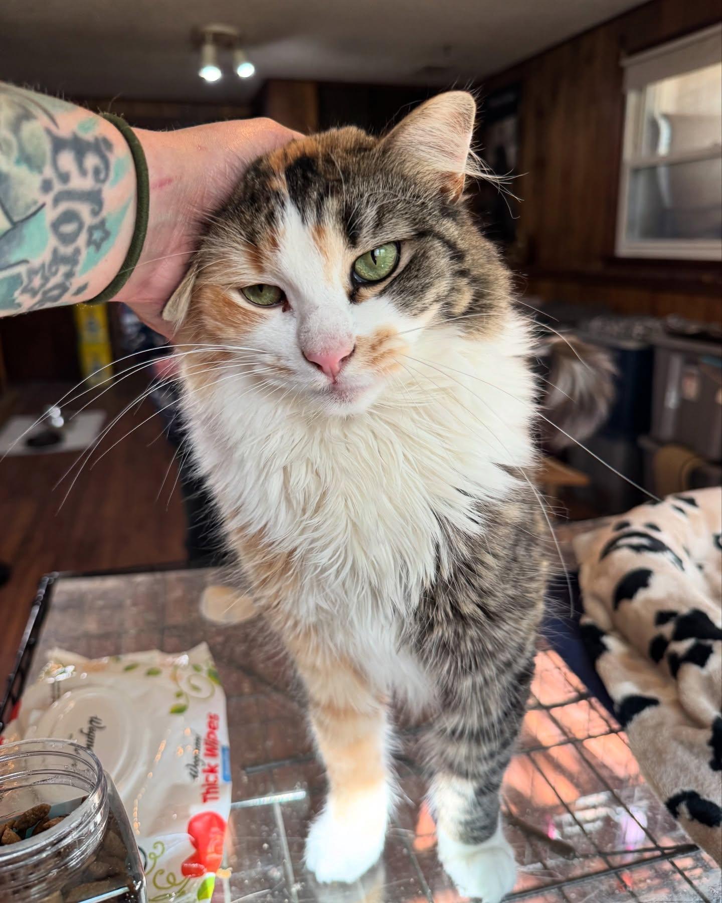 Evie *Needs Diapers*, a Adoptable Calico in Rochester, NY image 2/5