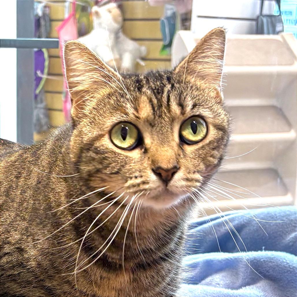 Enlarge Kraken, a Adoptable Domestic Short Hair in Sarasota, FL image 1/5